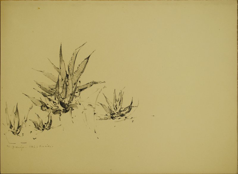 1927 -Agavi a Procida